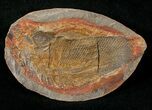 Boreosomus Fossil Fish From Madagascar - Triassic #16748-1